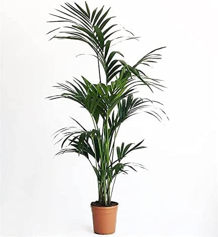 Howea Forsteriana Kentia - Palma - Piante da Interno Vere - H 130 cm Vaso Ø 22 cm Vivaio Annese