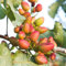 Pistazien Samen Zum Pflanzen, pflanzen für sonnige plätze Pistachio vera Baum Samen, baum samen winterhart topfpflanzen draußen winterhart baumsamen, bio saatgut bonsai baum samen 45pcs
