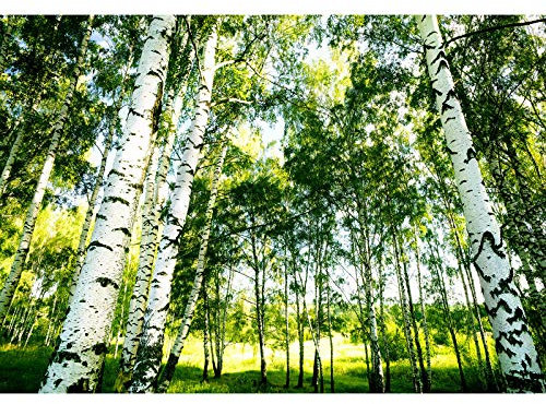 Birkenwald Tapete in Grün | Vlies Fototapete mit Birken ideal für Wohnzimmer und Flur | Wald Fototapete mit Sonne und Bäumen