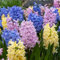 Hyazinthen zwiebeln, hyazinthen knollen kaufen,duftend, winterhart, einfach zu züchten, Blumenzwiebeln, Grünpflanzen, Garten, große Blumen-4zwiebeln-G