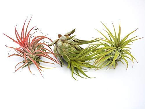 Tillandsia: Ionantha+Rot+ Scaposa Luft Pflanze Indoor Haus Pflanze Blume für Geschenk sonder Hochzeit