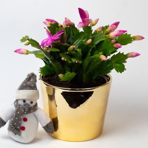 Christmas Cactus | Schlumberger | Houseplant | 13cm Pot (Pink)