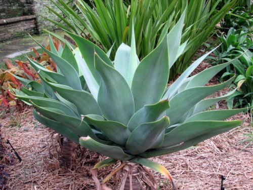 Neue frische 5 Stück grüne Agave attenuata Semi di Piante