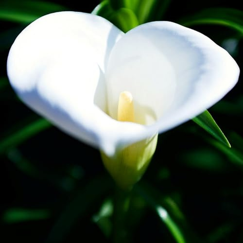 Bulbos de Cala -Crece en Interior y Exterior -Se Adaptan a Suelos Húmedos -Zantedeschia aethiopica-6 Bulbos