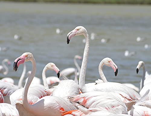 hansepuzzle 83570 - Flamingo Puzzle 1000 Teile - Tierwelt-Puzzle mit hochwertiger Aufbewahrung: Kartonbox und wiederverschließbarem Beutel - Format 60 × 46 cm