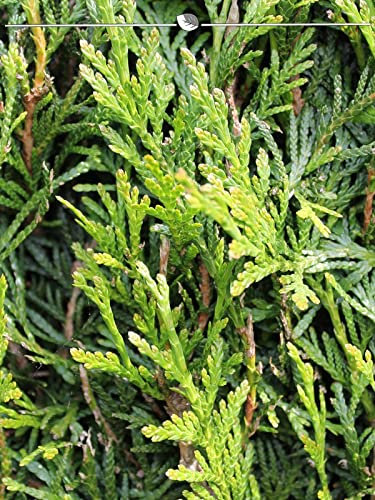 Thuja plicata Martin 80-100 cm. 8 Lebensbäume. Thuja - Winterhart & Immergrün