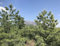 30 Semillas de Pino Negro Japonés (Pinus Thunbergii)