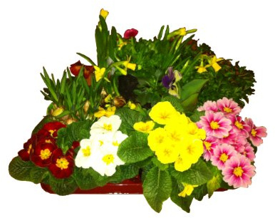Frühlingsblumen-Set | Primeln, Viola Cornuta & Wittrockiana, Narzissen, Tulpe, Gänseblümchen
