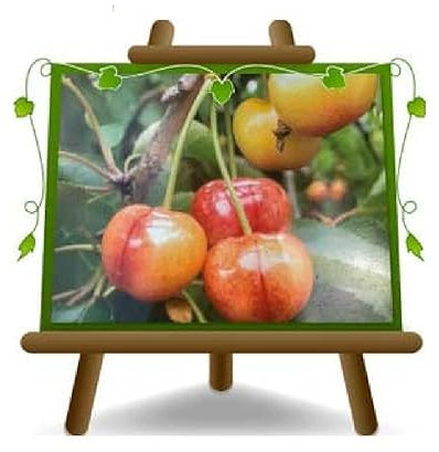 EURO PLANTS VIVAI Ciliegio Dolce Imperiale di Caserta - Pianta da Frutto Antico su Vaso ø 26 cm- Altezza 180~200 cm - Età 4 Anni