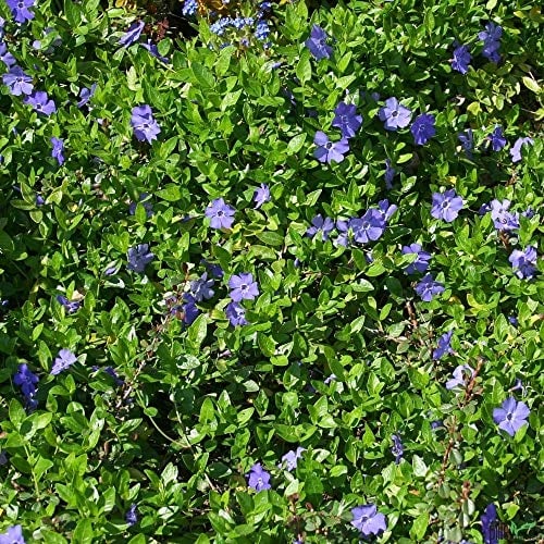Vinca minor – Immergrüner Bodendecker, Winterhart | 20 Stück mit 5-7 Trieben pro Topf | Violettblaue Blüten