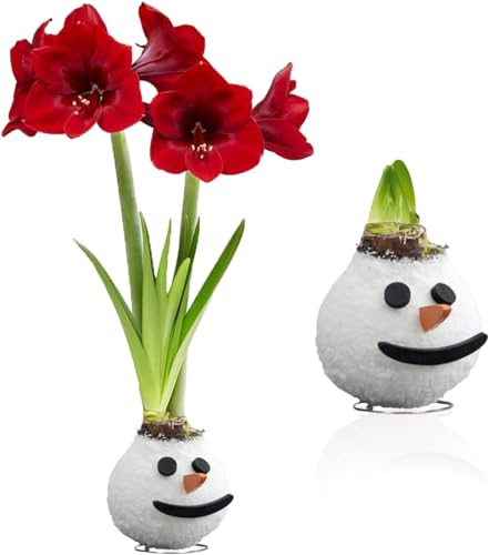 Amaryllis in Wachs Snowman - 1 Wax Amaryllis zwiebel in Großformat 26/30 - Exklusive Blumenzwiebeln Echte Pflanzen und Blumen aus Holland - Hippeastrum Zwiebeln (keine Samen, nicht künstlich)