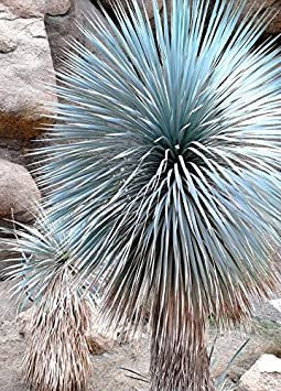 Beaked Yucca, yuca rostrata Big Bend agave albero aloe giardino simile al seme di 50 SEMI:Seeds
