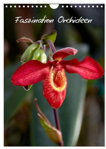 Faszination Orchideen (Wandkalender 2026 DIN A4 hoch), CALVENDO Monatskalender: Der Kalender für den Orchideen-Liebhaber (CALVENDO Natur)