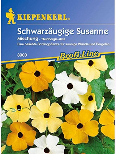 Thunbergia alata Schwarzäugige Susanne Mischung