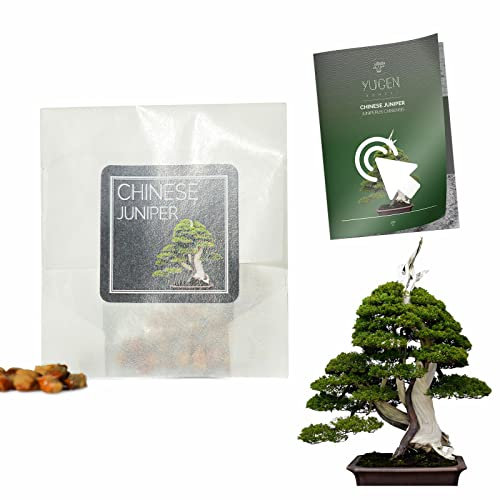 30 Chinese Juniper Bonsai Seeds | Juniperus Chinensis | Growing Guide | Grow Your Own Bonsai Tree | Bonsai Beginners and Enthusiasts