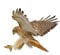 ihreesy Universal Adler Autoaufkleber, 2 Stück Personalisiert Fliegender Adler Grafik Aufkleber Selbstklebend Wasserdicht Auto Seitentür Schweller Außendekoration Sticker Karosserie Decal,#D