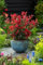 Photinia x fraseri Little Red Robin Photinia nana da siepe pianta in vaso 2 litri Vivaio di Castelletto