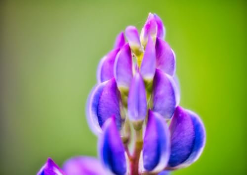 CALVENDO Poster 42,0 x 29,7 cm Querformat Lupine| Bilder, Kunstdruck, Wandbild, Wanddeko, Prints ohne Rahmen
