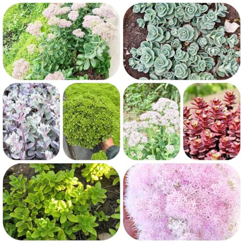 Piante di Sedum resistenti - semi fiori da balcone piante decorative giardino pianta di sedum piante da interno vasi per piante semprevivo piante esotiche resistenti semi copertura 400pcs