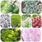 Piante di Sedum resistenti - semi fiori da balcone piante decorative giardino pianta di sedum piante da interno vasi per piante semprevivo piante esotiche resistenti semi copertura 400pcs
