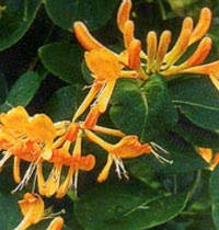 Lonicera henryi Copper Beauty Honeysuckle Rich Bronze Evergreen Leaves and coppery-Yellow Flowers 1 Litre Pot