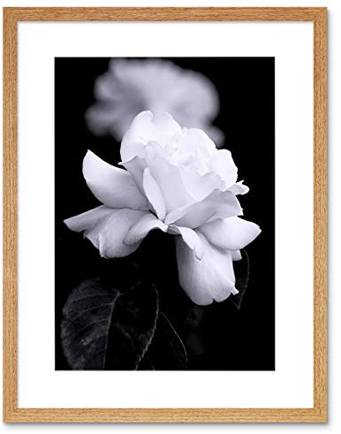 PHOTO NATURE BLACK WHITE ROSE PETAL FLOWER FRAMED PRINT F12X4204