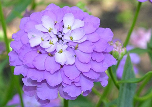 Schleifenblume 30 Samen (IBERIS GIBRALTARICA) Lavender Farbe Bodendecker