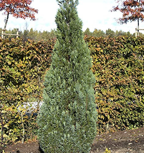 Blaue Kegelzypresse 20-25cm - Chamaecyparis lawsoniana