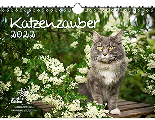 Katzenzauber DIN A4 Kalender für 2022 Katzen und Katzenbabys - Seelenzauber