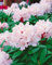 Rhododendron Hybr. 'Jacksonii' 30-40 cm - Rhododendron, rosa Blüten, Blütezeit Mai-Juni, ideal für halbschattige Standorte, immergrün, winterhart