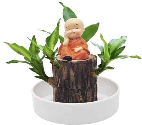 Crunier Brasilianische Glücksholzpflanze, Brazilian Wood Lucky Wood | Brasilien Glücksholz Pflanze Set mit Topf, Hydrokultur-Topfpflanzenstumpf, Schreibtisch-Ornament