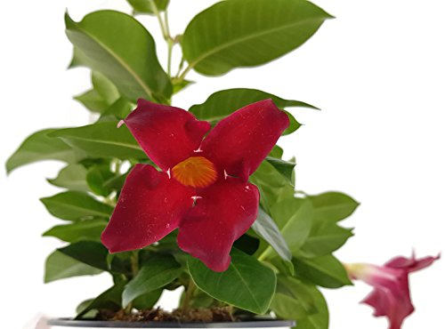 Dipladenia 'Sundaville Red' - wunderschöne Kletterpflanze mit außergewöhnlichen dunkelroten Blüten - ideal für Garten, Balkon oder Terrasse