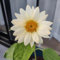 50 piezas semillas de girasol perennes, Plantas perennes resistentes para pleno sol, plantas perennes para pastos de abejas Semillas de girasol para plantar - Helianthus annuus - balcón