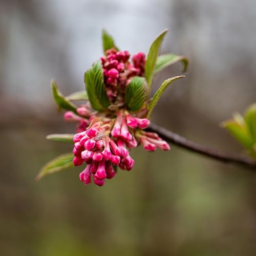 GARTEN SCHLÜTER® Winterschneeball 'Dawn', 80-100 cm geliefert im 5 Liter | Topf- Viburnum x bodnantense 'Dawn' - Winterblüher, starker Duft nach Vanille, Bienennährgehölz