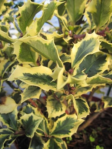 Stechpalme Golden Angel - Ilex meserveae - 25-30cm