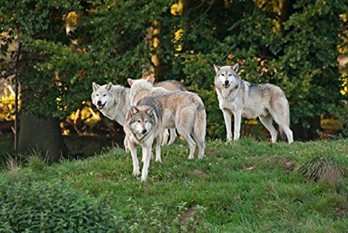 3 D Ansichtskarte Wolf Rudel Wölfe Postkarte Wackelkarte Hologrammkarte Tiere Waldtiere