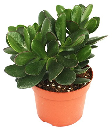 exotenherz - Crassula portulacea - arbre à argent - grande plante en pot de 12cm