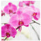 Bilderwelten Schiebegardinen Nahaufnahme Orchidee - Ohne Aufhängung, 4X 250 x 60cm