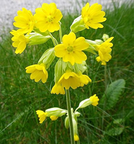 Primula Veris 'Cowslip' Wild Flower Perennial Large Plug Plants Pack x6