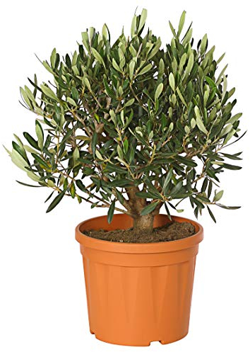 Dehner Oliven-Busch, essbare saftige Früchte, ca. 30-40 cm, Ø Topf 20 cm, Ziergehölz