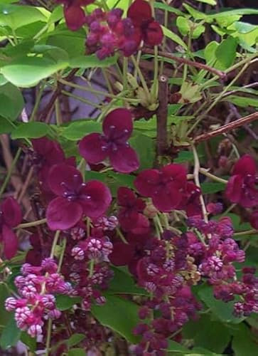 Chocolate Vine | Akebia Trifoliata | 5 Seeds