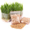 Haloppe 400 Pz Semi di Erba Gatta per Gatti, Cani, Conigli, Animali Domestici, Coltiva Erba Fresca per Gatti da Masticare, Semi di Erba per Gatti Piante da Giardino Animali Domestici Snack