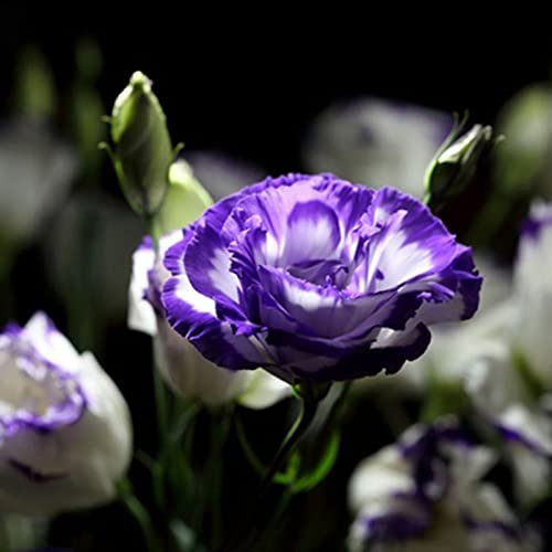 Luojuny Semi di garofano, 100 Pz/borsa Semi di Garofano Perenne Pieno di Vitalità Semi di Fiori Decorativi in Fiore a Crescita Rapida per Vaso Mescola il colore