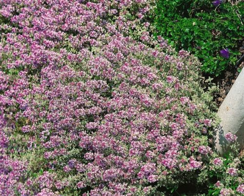 Zitronenthymian 'Lammefjord' im Topf Thymus citriodorus Bodendecker duftend | Thymus citriodorus, kompakt buschig, 20-30 cm, hellrosa Blüte Juni bis August, sonnig, frosthart bis -10 °C