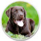Autoaufkleber 25cm(9.8 Inch) Labrador Aufkleber Lustig Brown Labrador Car Sticker Braun Labrador Haustier Hund Wasserdichte Aufkleber Personalisieren 3D Reflektierende Aufkleber