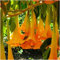 Portal Cool 50 Samen der Brugmansia b, Ens, Seed