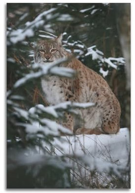 VZRSQZK Poster, Motiv: Eurasischer Luchs, dekoratives Gemälde, Leinwand, Wandposter und Kunstdruck, modernes Familienschlafzimmer, Dekoration, Poster, 20 x 30 cm