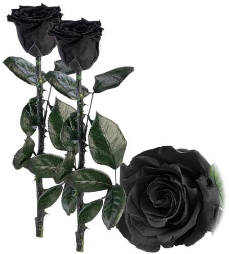 St. Leonhard Rose ohne Wasser: 2er-Set Infinity-Rosen schwarz mit Stiel, 3-5 Jahre haltbar, 28x5cm (Infinity-Rosen zum Muttertag, Zierblumen, Vatertag)