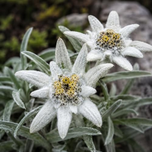 Semi di Stella Alpina – 300 Semi rari Leontopodium alpinum, Fiore Bianco Ornamentale da Giardino Roccioso, Pianta Rustica e Decorativa, Facile da Coltivare