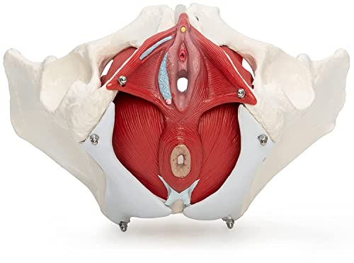 UIGJIOG Anatomisches weibliches Basin-Modell, medizinisches anatomisches medizinisches Blasin-Modell mit abnehmbaren Organen, 7 Teilen, Lebensstil für das Lern- und Bildungsdisplay